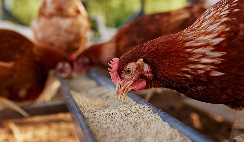 Poultry Farming_Housefarm